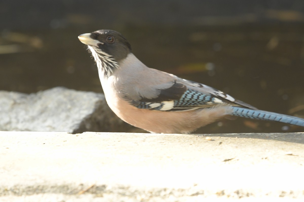 Strichelhäher - ML648878167