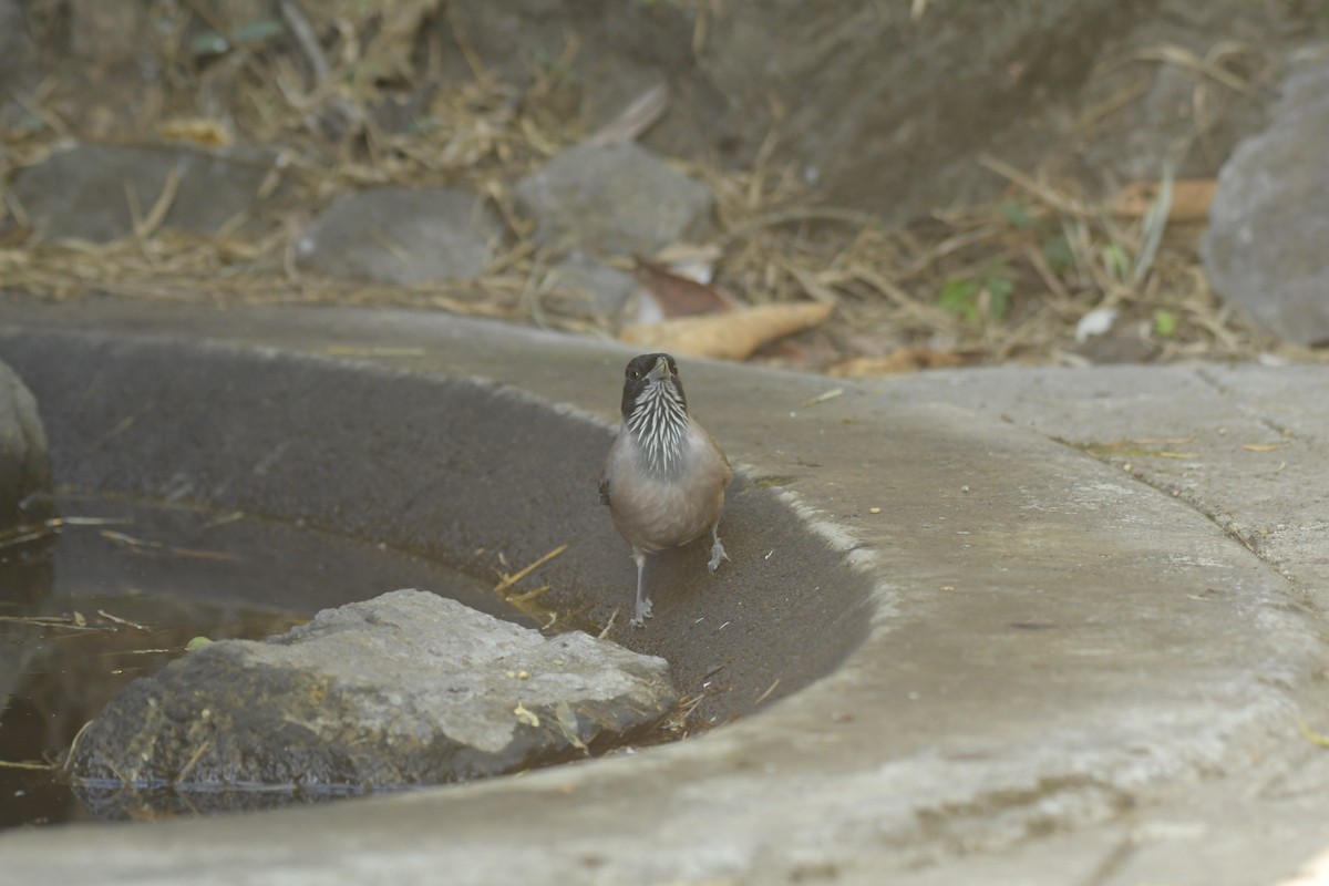 Strichelhäher - ML648878168