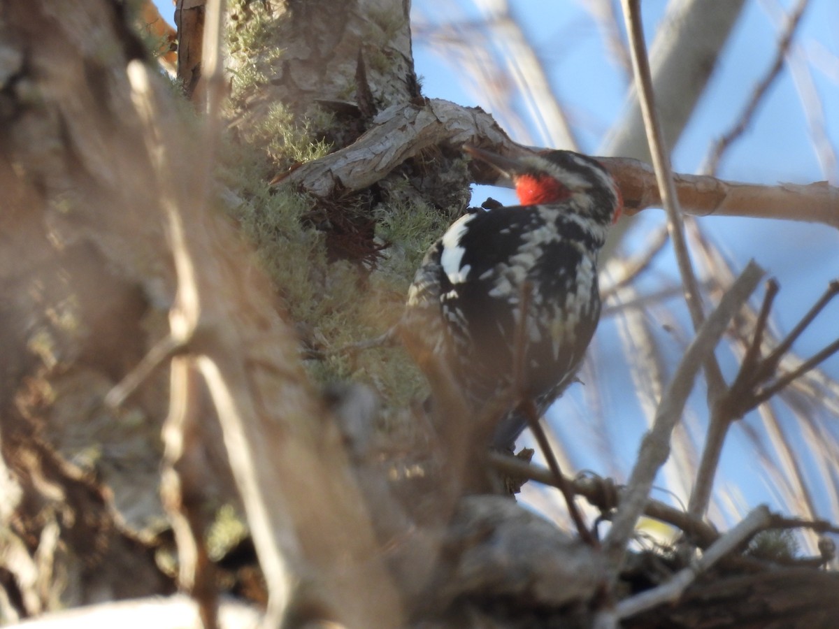 Red-naped Sapsucker - ML648878173
