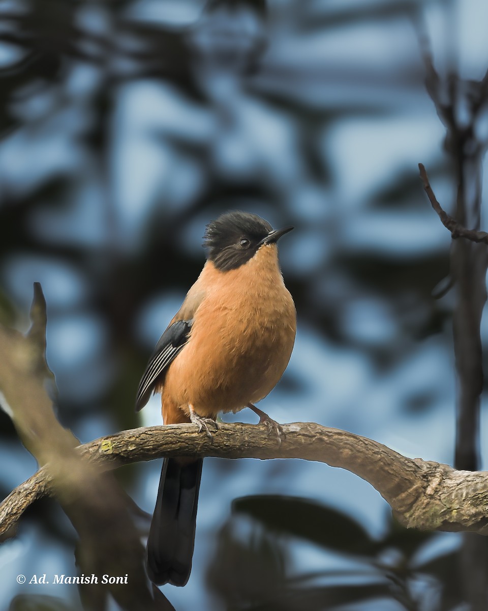 Schwarzkappensibia - ML648878192