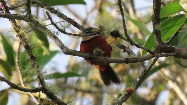 Olive-crowned Crescentchest - ML648878449