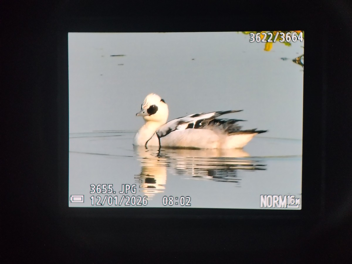 Serreta Chica - ML648878853