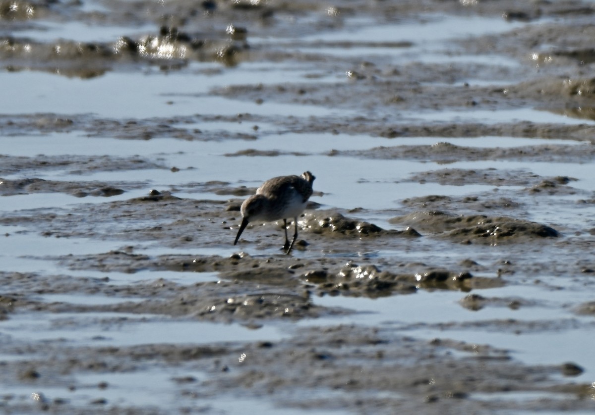 Gambecchio dell'Alaska - ML648878989