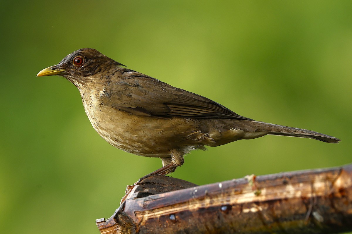 Pale-breasted Thrush - ML648880212