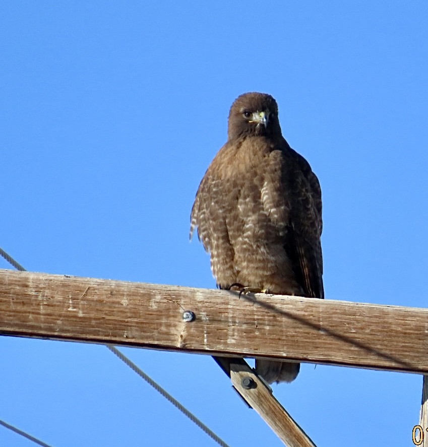 Red-tailed Hawk - ML648880286