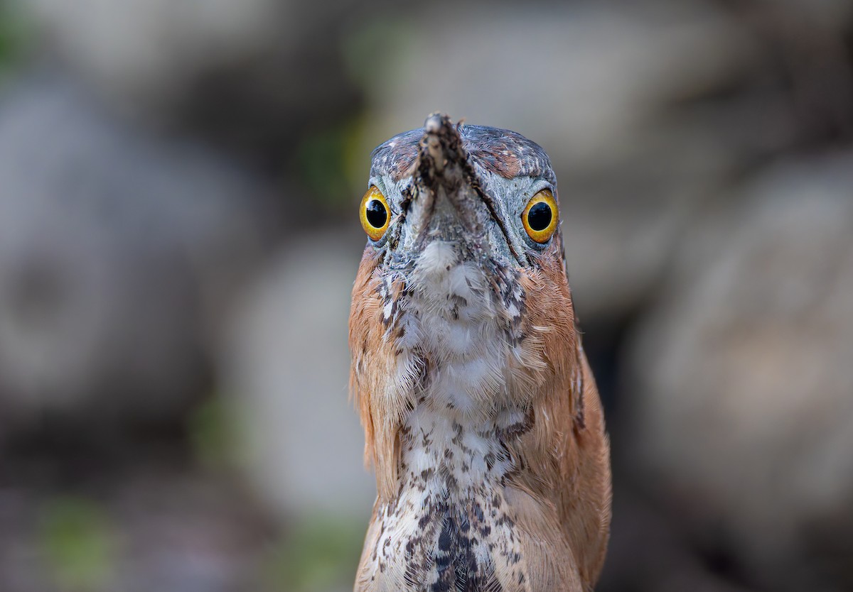 Malayan Night Heron - ML648880462