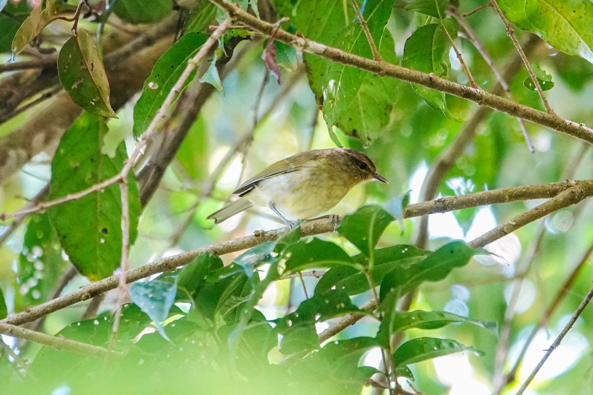 Mosquitero Filipino - ML648880968