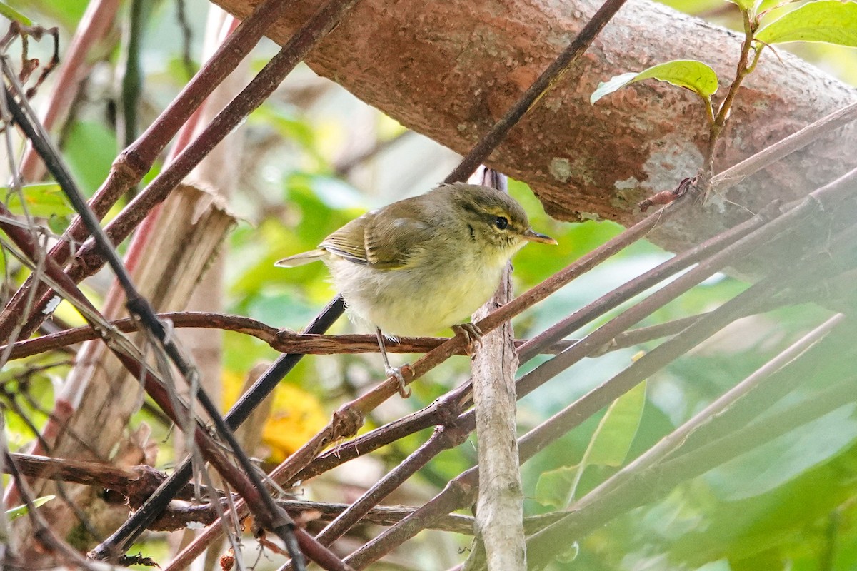 Mosquitero Filipino - ML648881041