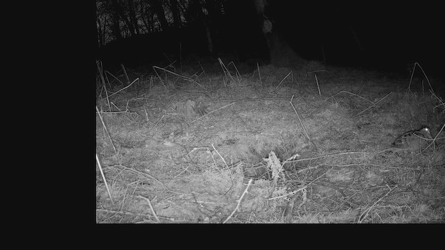 Eurasian Woodcock - ML648881214