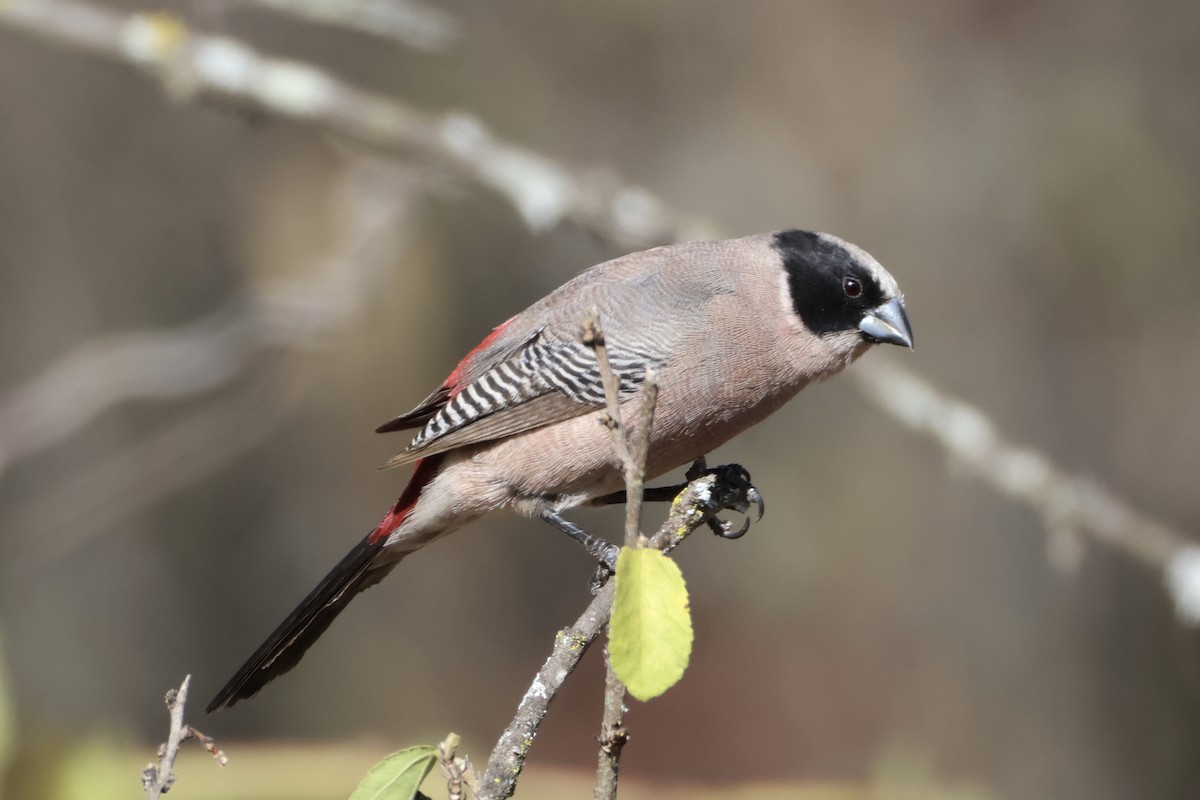 Чернощёкий астрильд - ML648881302