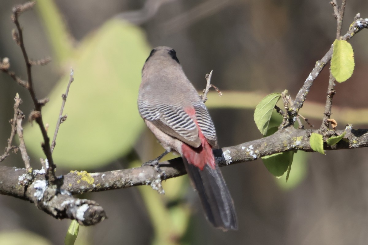 Чернощёкий астрильд - ML648881303