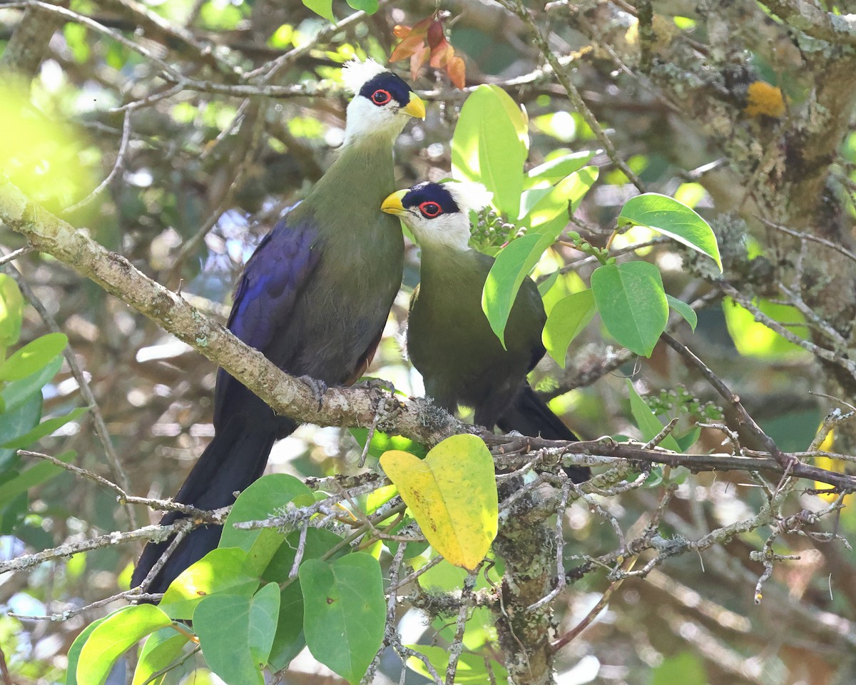 Белохохлый турако - ML648881360