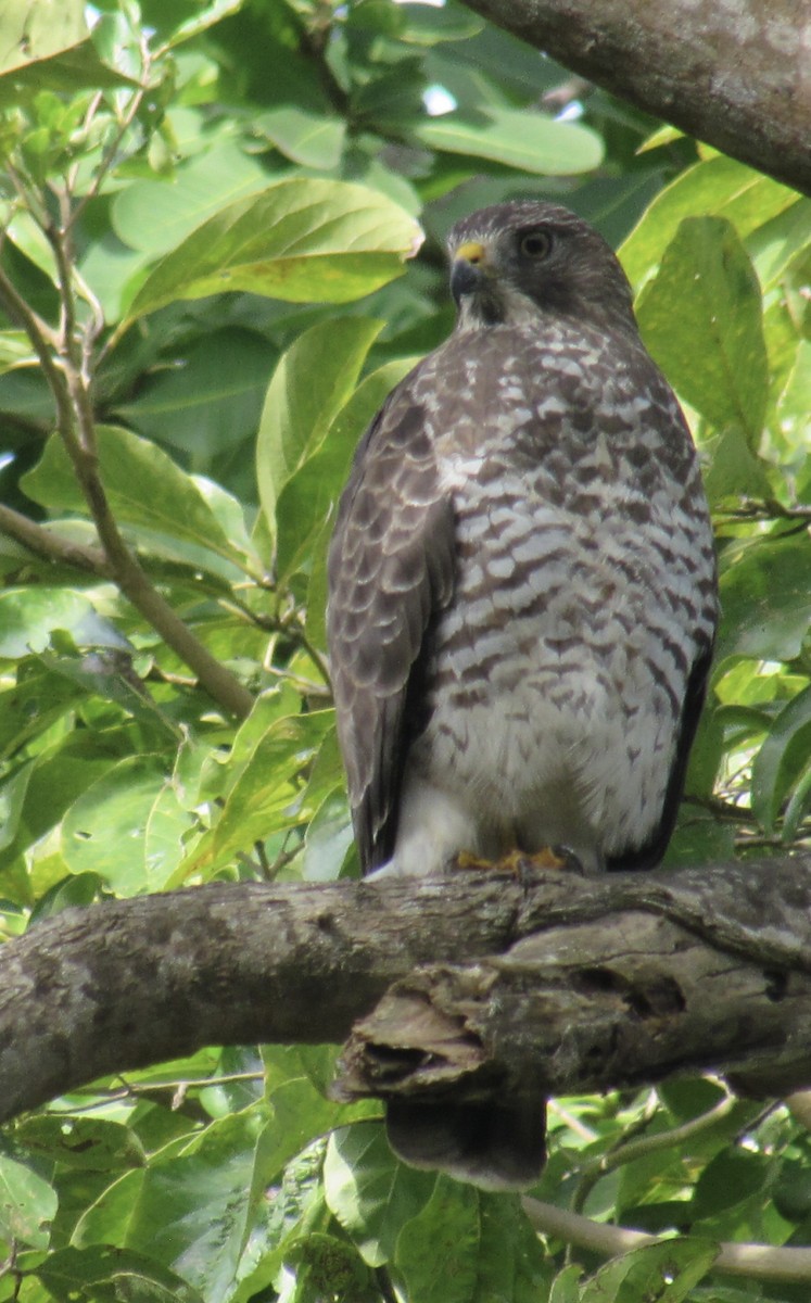 Busardo Aliancho - ML648881362