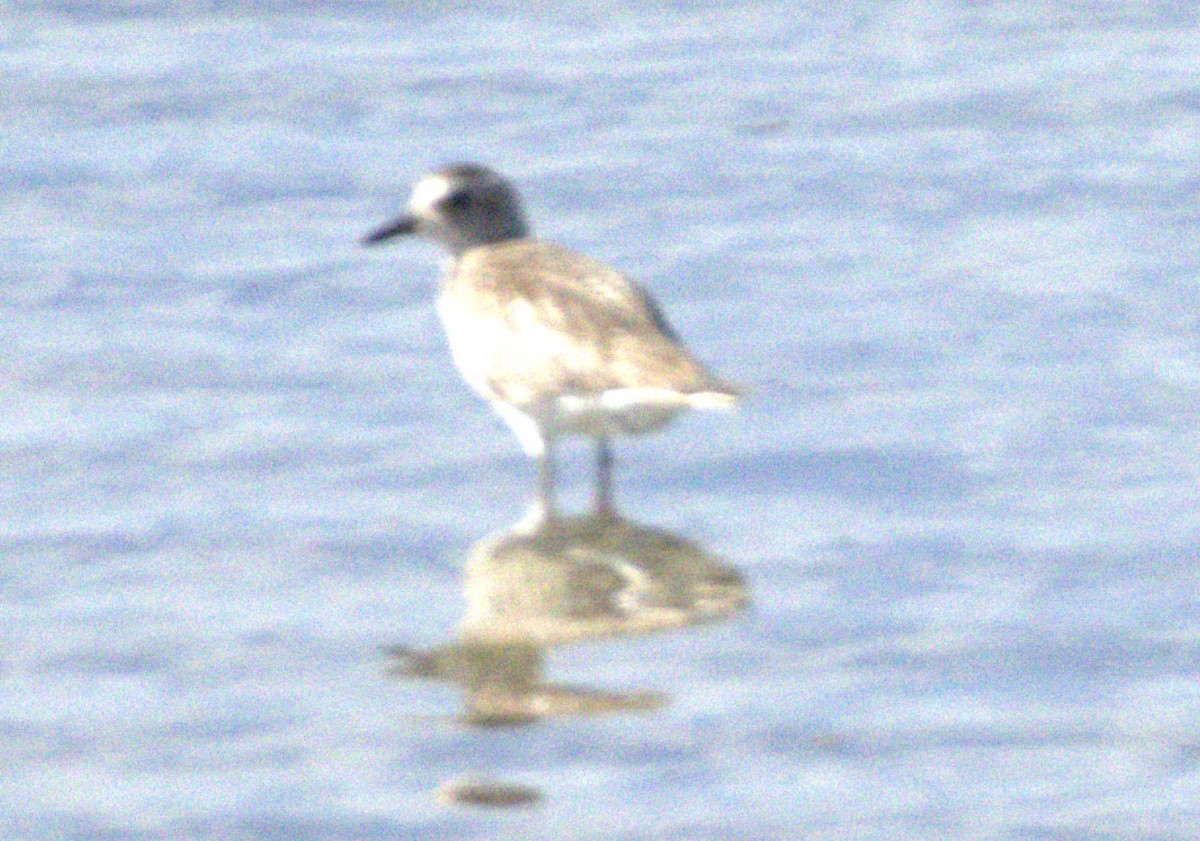 Black-bellied Plover - ML648881458