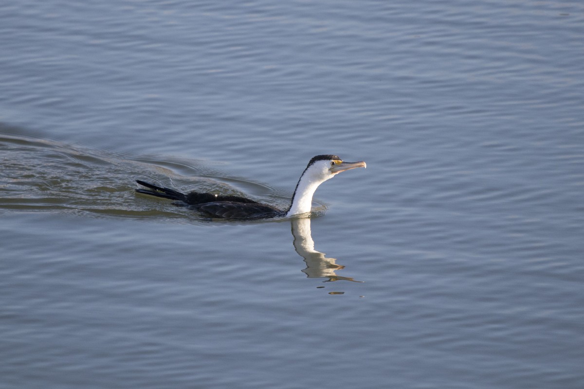 Pied Cormorant - Warren Rowland