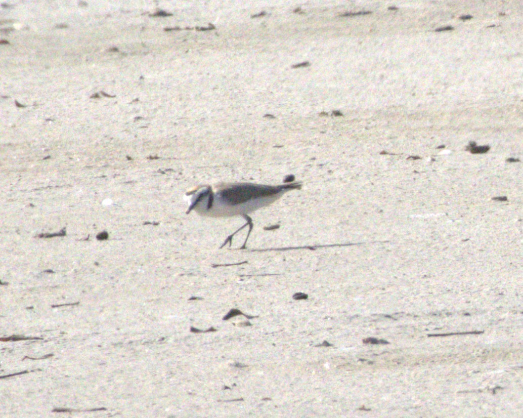 Kentish Plover - ML648881514