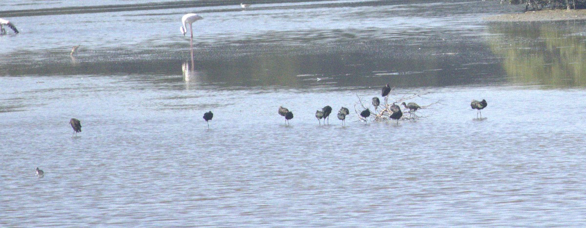 Glossy Ibis - ML648881551
