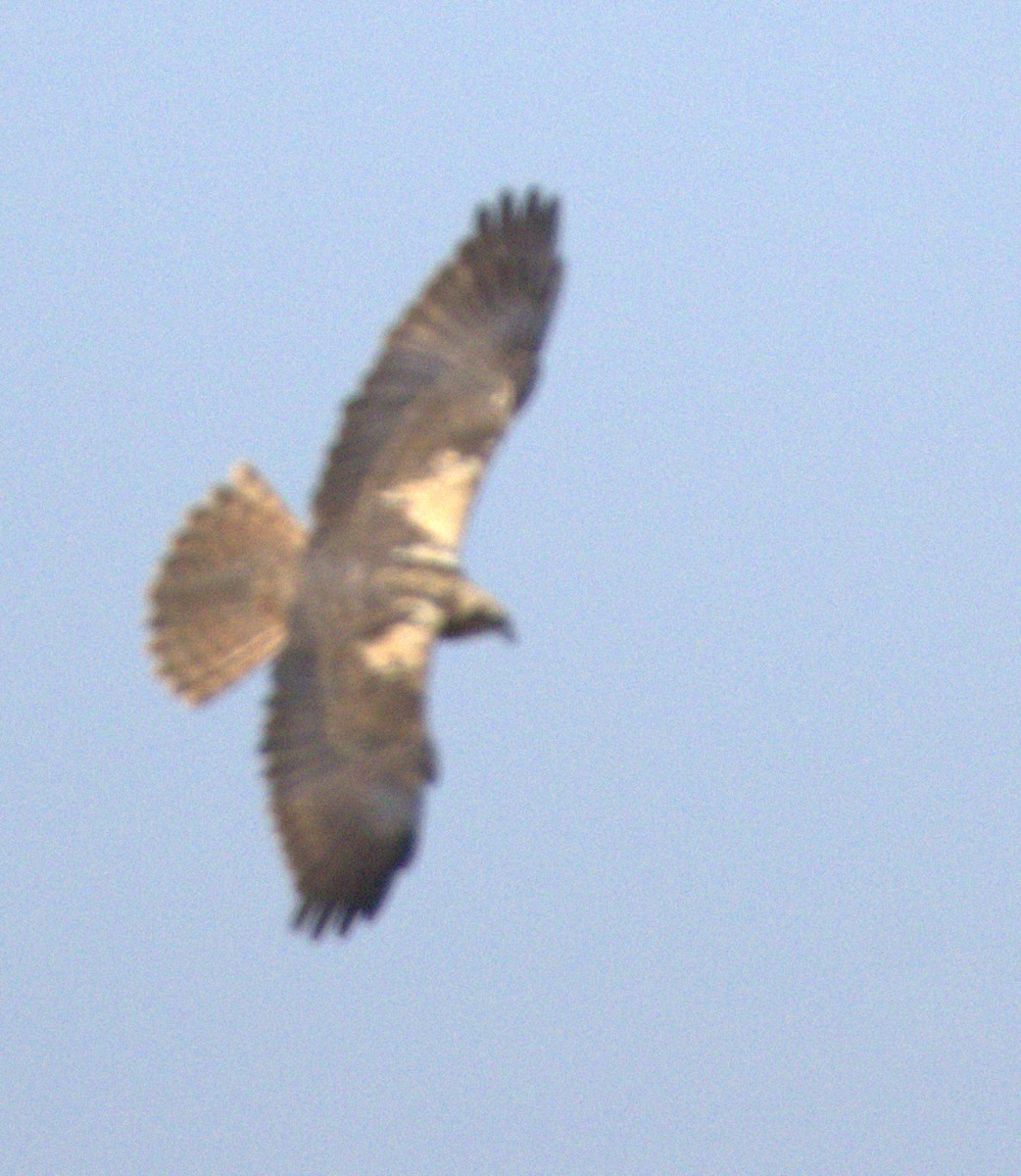 Western Marsh Harrier - ML648881606