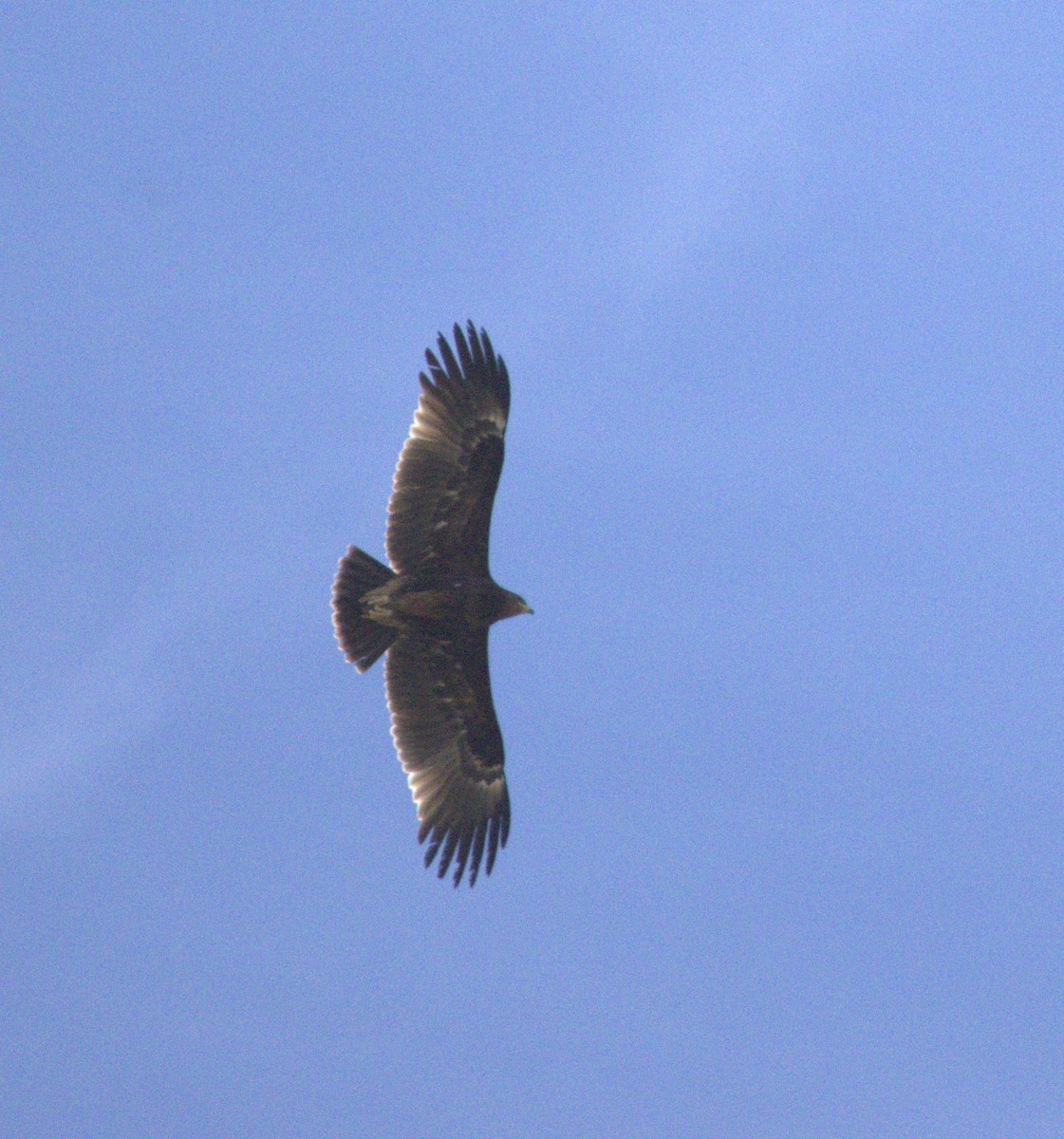 Greater Spotted Eagle - ML648881622