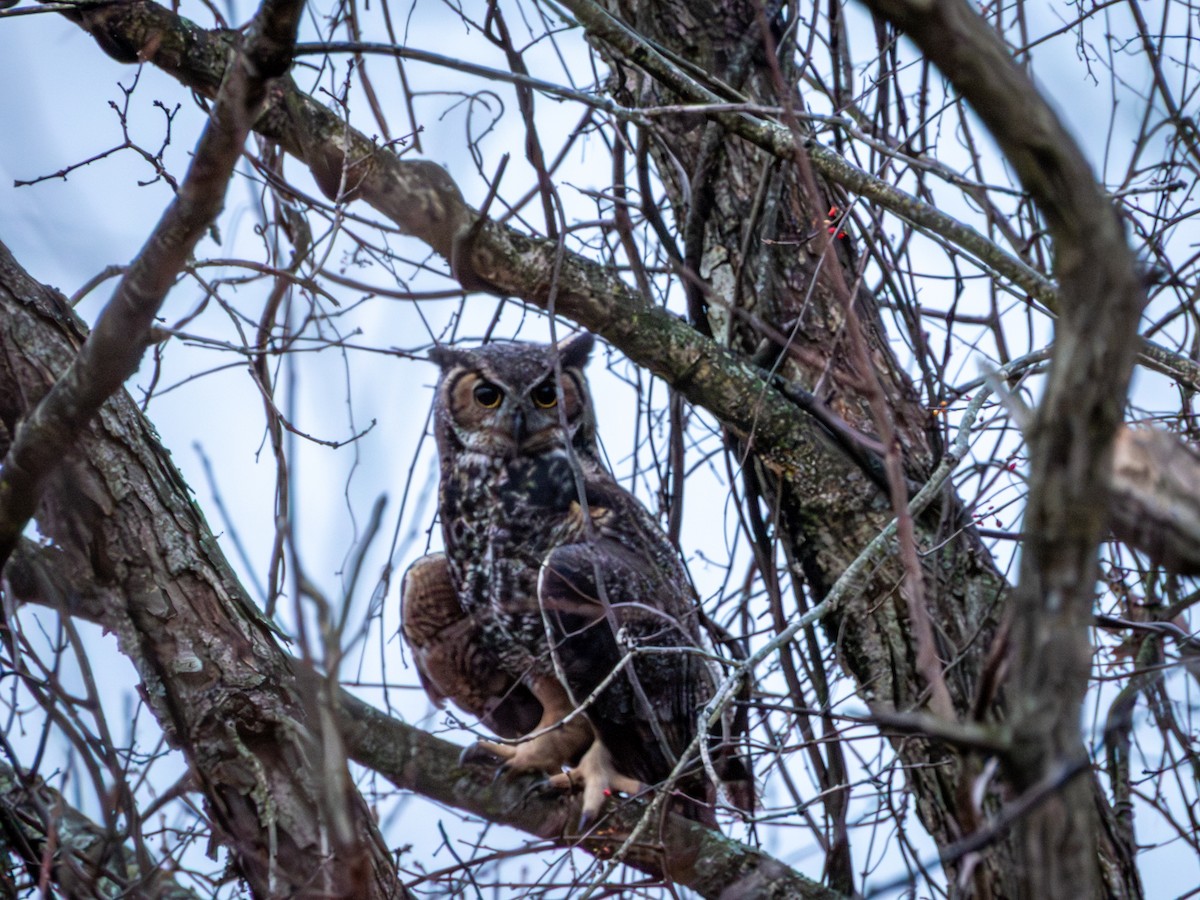 výr virginský - ML648881720