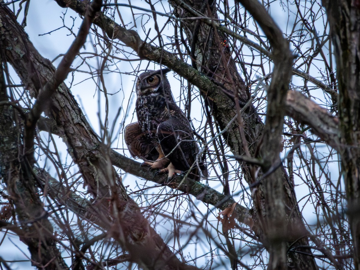 výr virginský - ML648881721