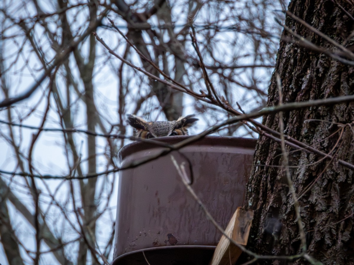 výr virginský - ML648881722