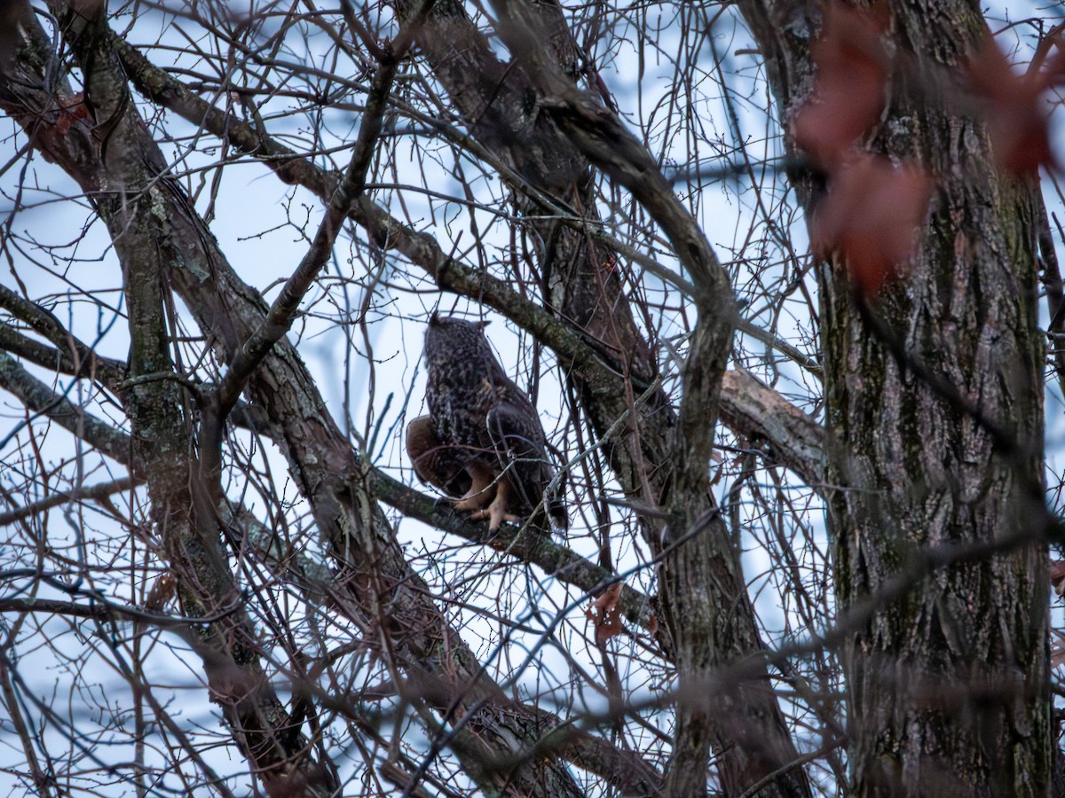 výr virginský - ML648881723