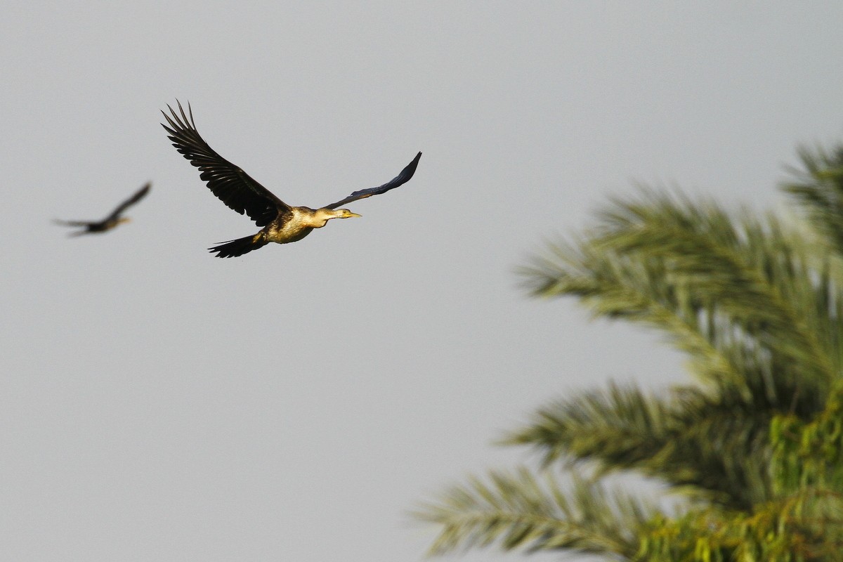 Африканская змеешейка - ML648881727