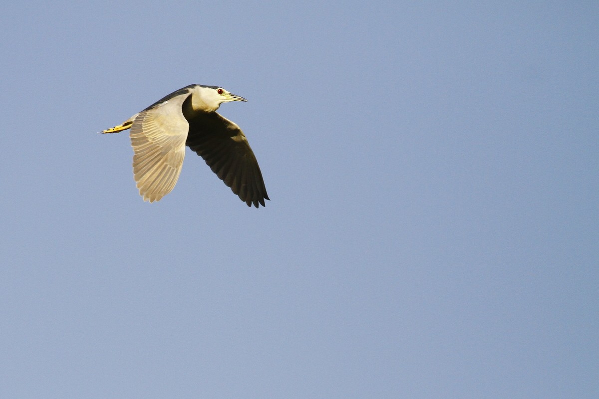 Кваква - ML648881743