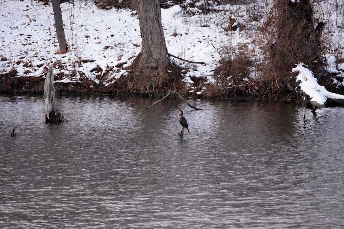 Ohrenscharbe - ML648881785