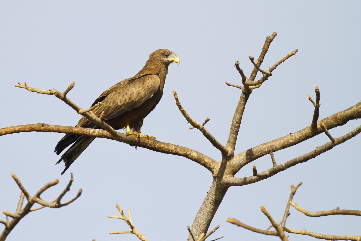 Чёрный коршун (aegyptius/parasitus) - ML648881807