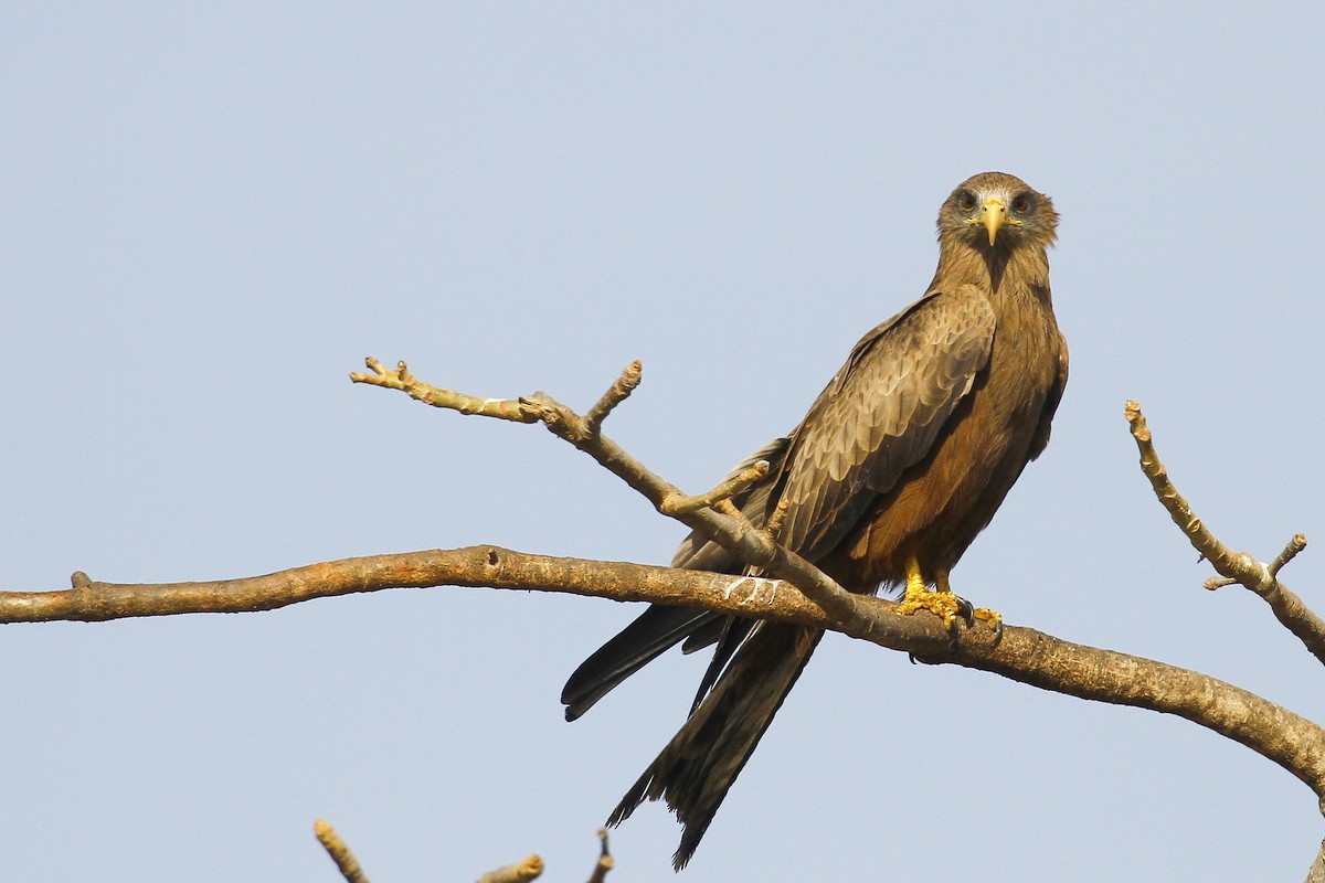 Чёрный коршун (aegyptius/parasitus) - ML648881808