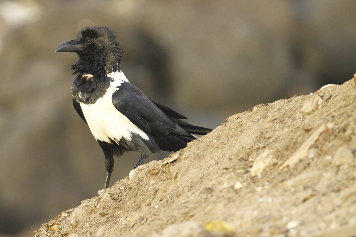 Пегая ворона - ML648881895