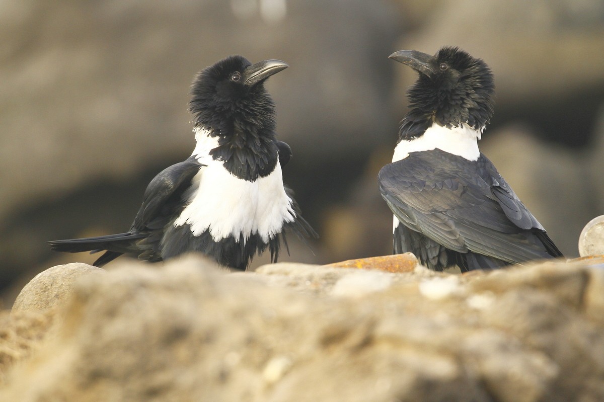 Пегая ворона - ML648881896