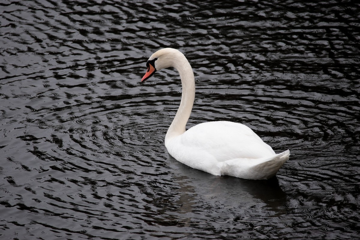 Höckerschwan - ML648881931