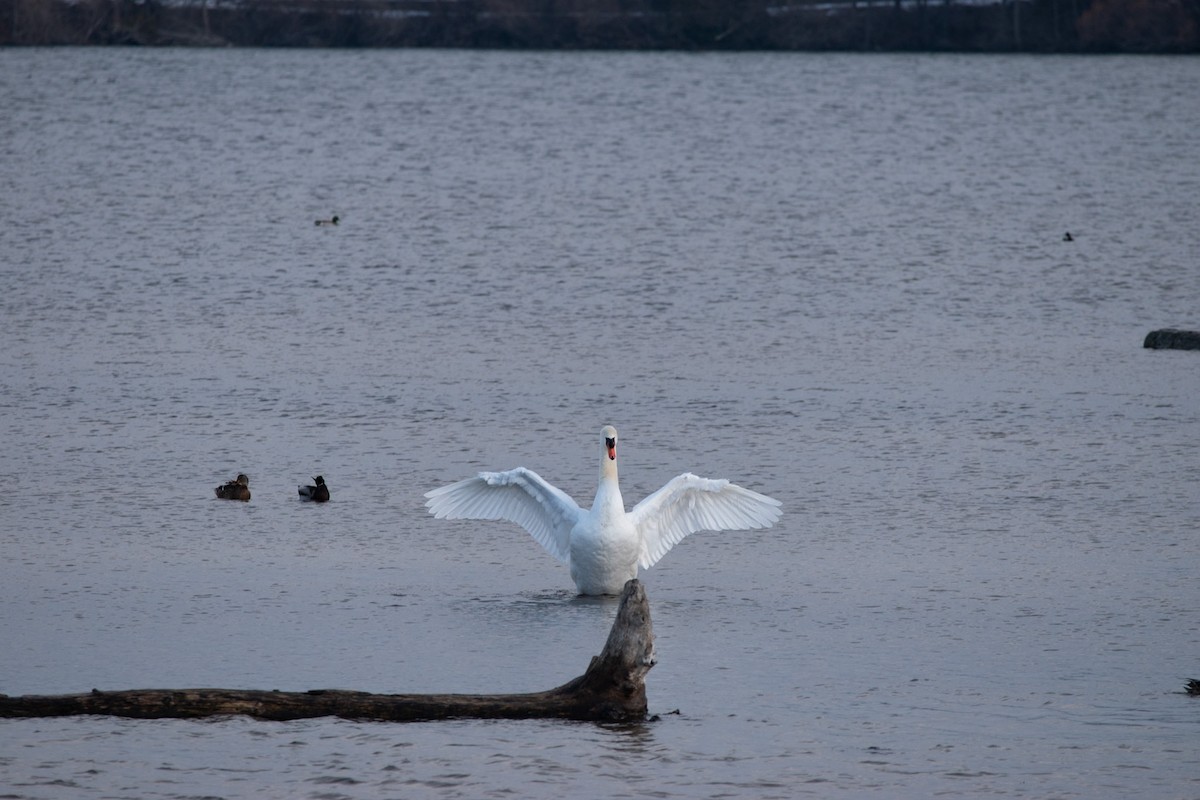 Höckerschwan - ML648881935