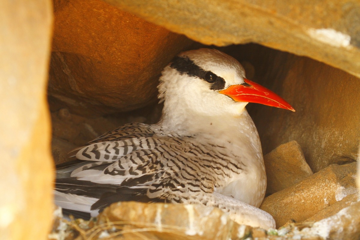 Красноклювый фаэтон - ML648881982