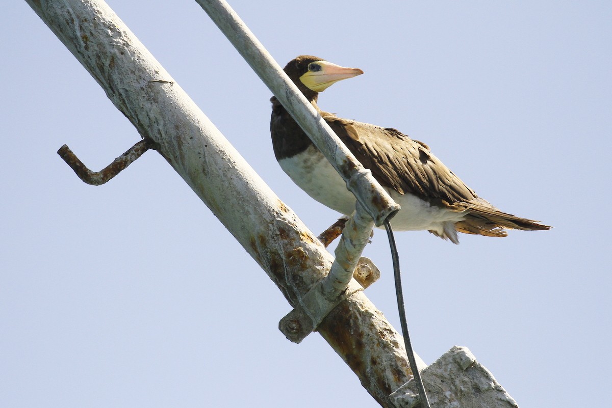 Бурая олуша - ML648882017