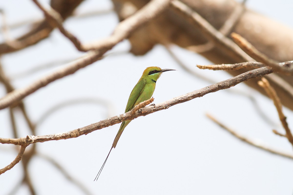 African Green Bee-eater - ML648882078