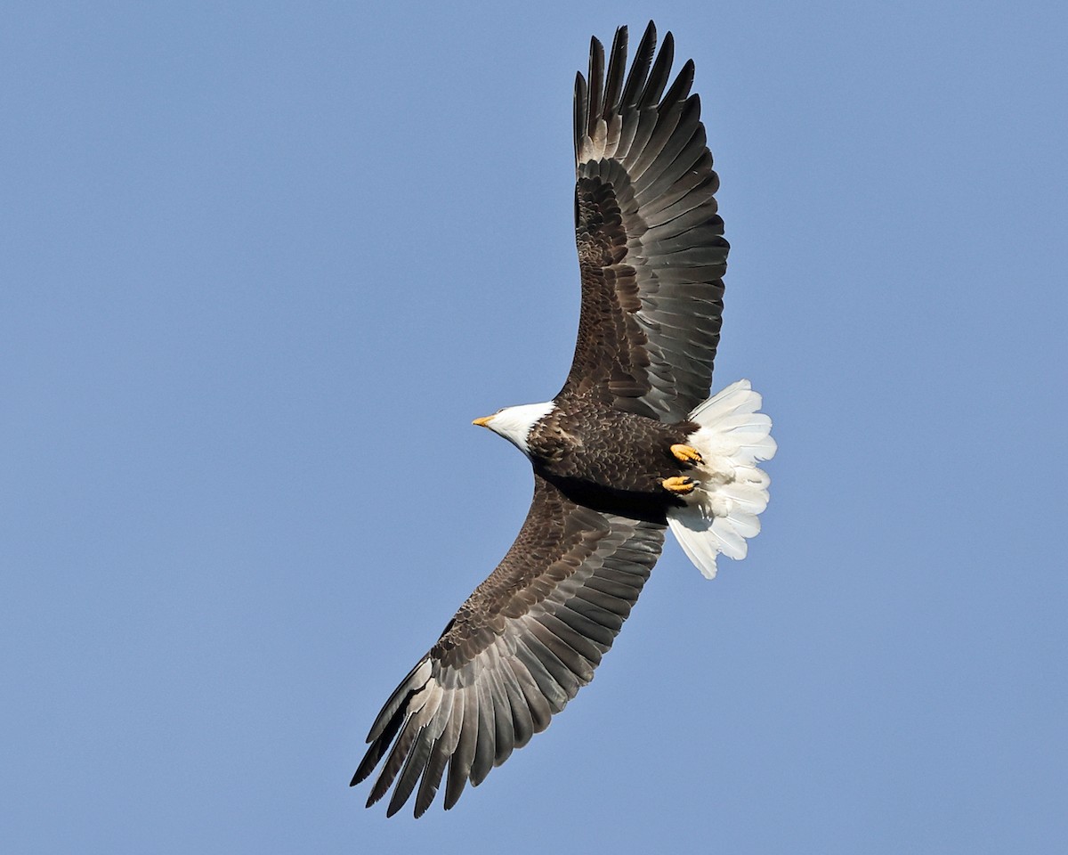 Орлан білоголовий - ML648882249