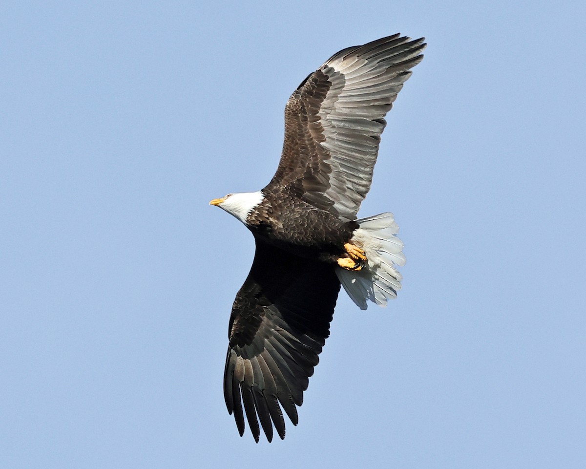 Орлан білоголовий - ML648882250