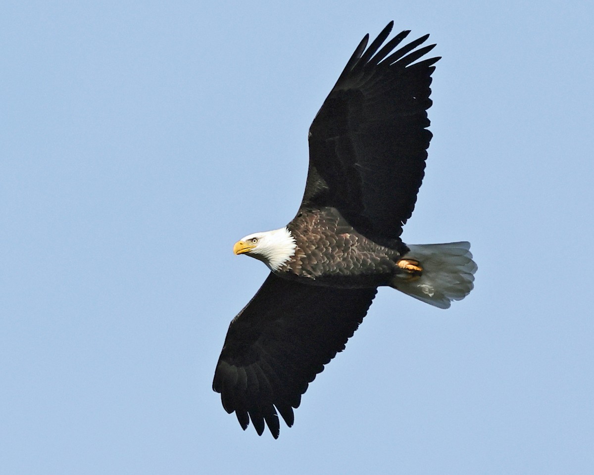 Орлан білоголовий - ML648882253