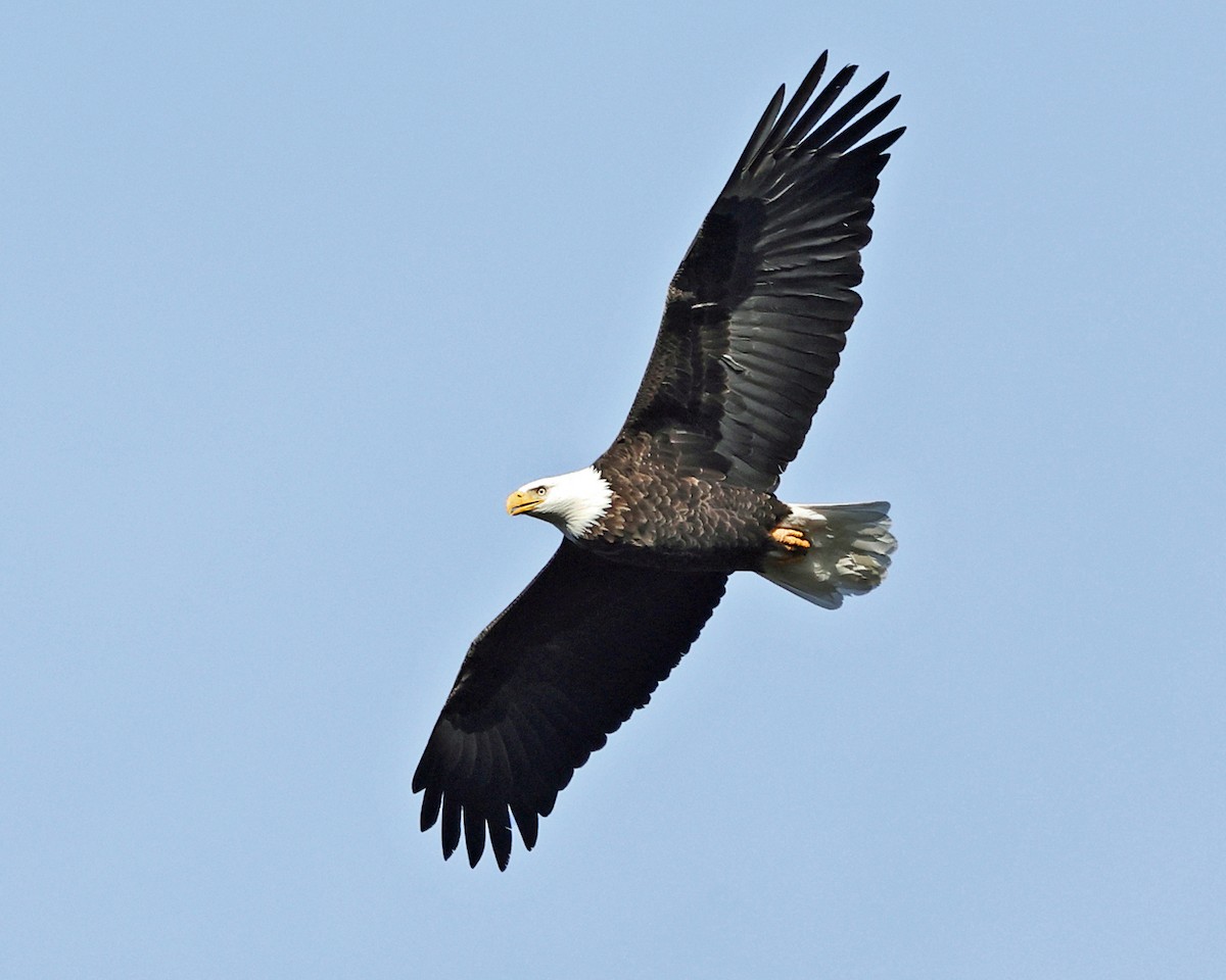 Орлан білоголовий - ML648882254