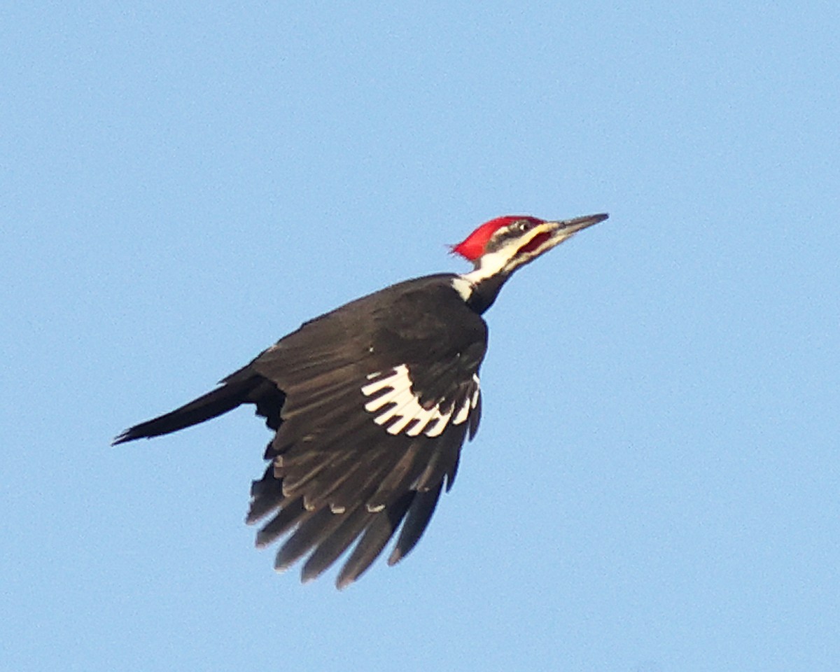 Жовна північна - ML648882262