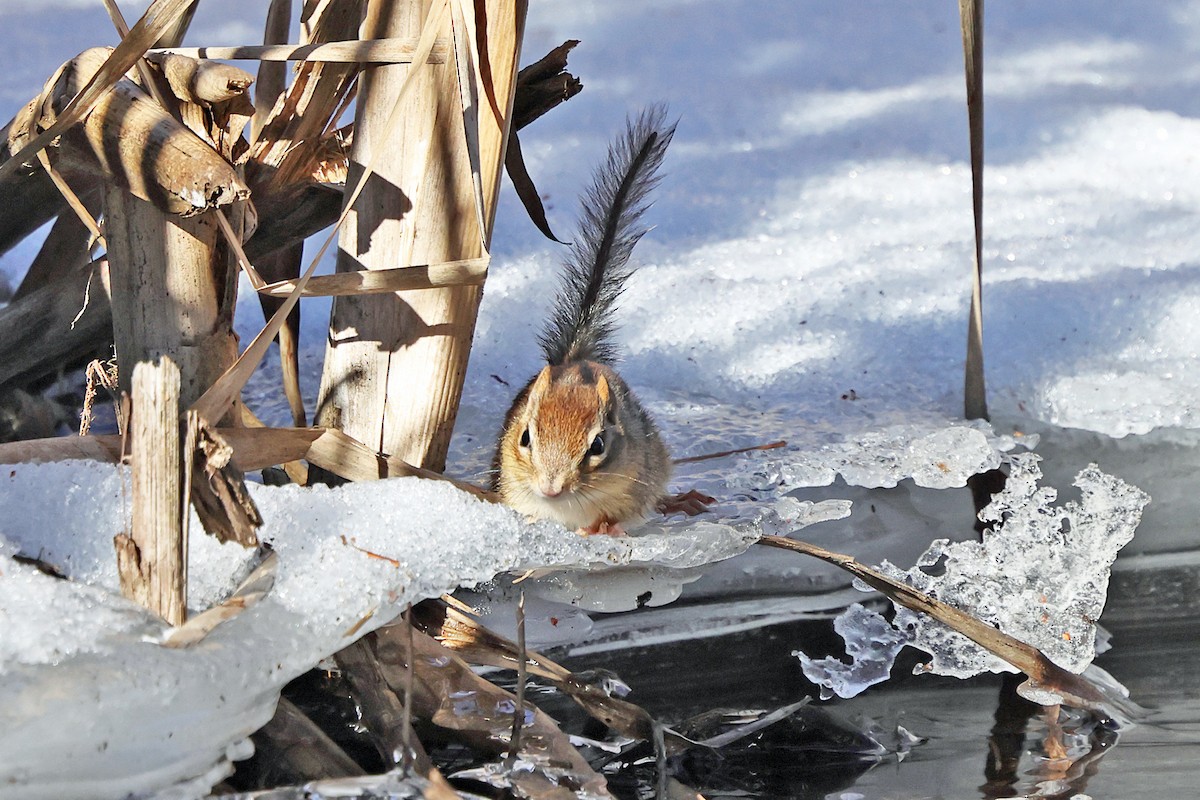 Eastern Chipmunk - ML648882271