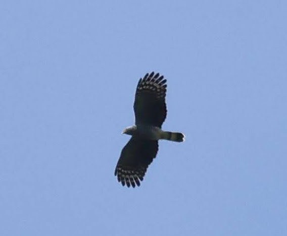 Hook-billed Kite - ML648882447