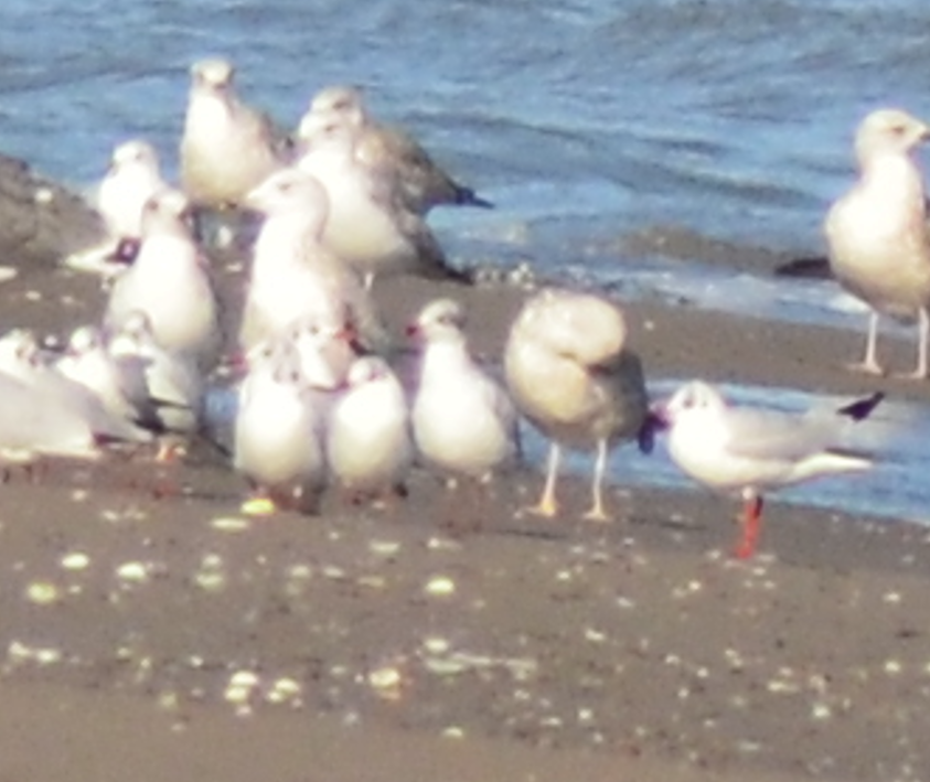 Gaviota Cabecinegra - ML648882483