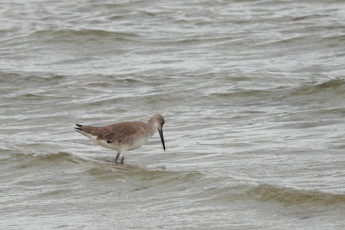 Willet (Western) - ML648882498