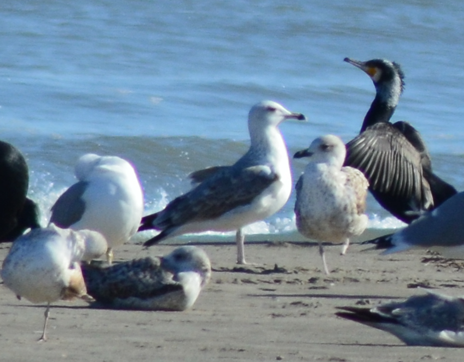 Gaviota del Caspio - ML648882539