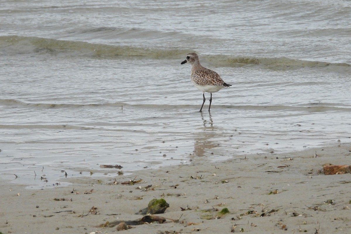 Black-bellied Plover - ML648882543